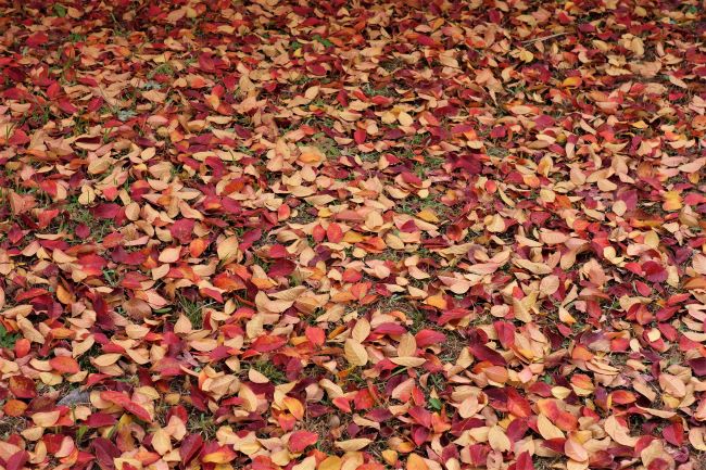 アイランドシティ中央公園の紅葉