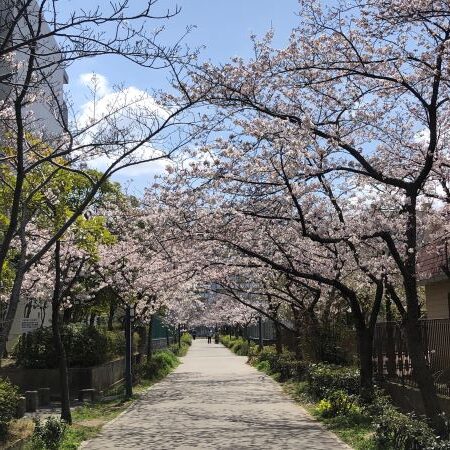 さくら通りの桜