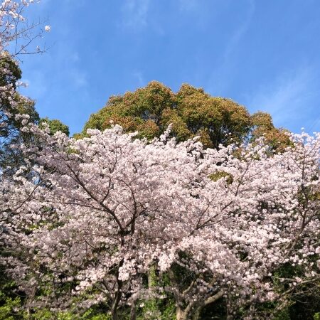 志式神社の桜
