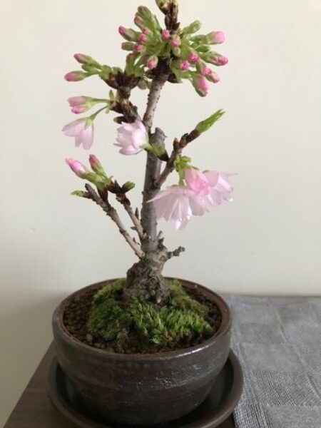 桜盆栽