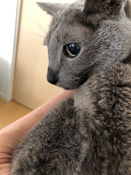 ロシアンブルー老猫18歳のロッタ