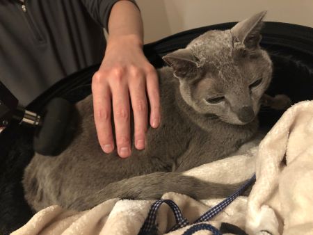 オステオパシーを受ける老猫18歳のロッタ