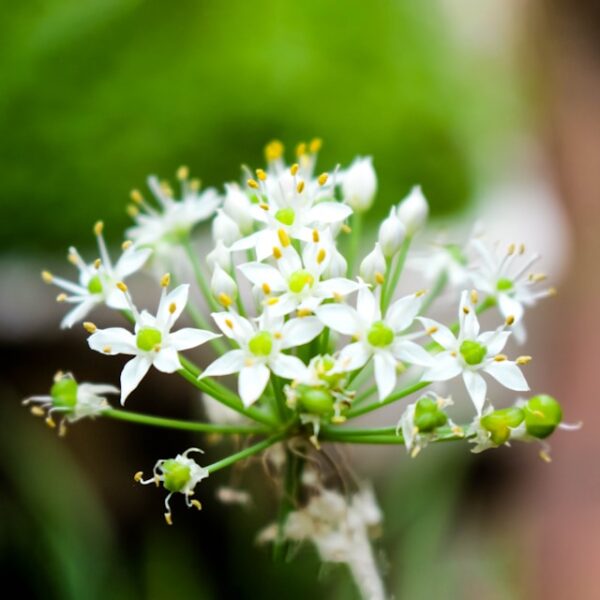 ニラの花