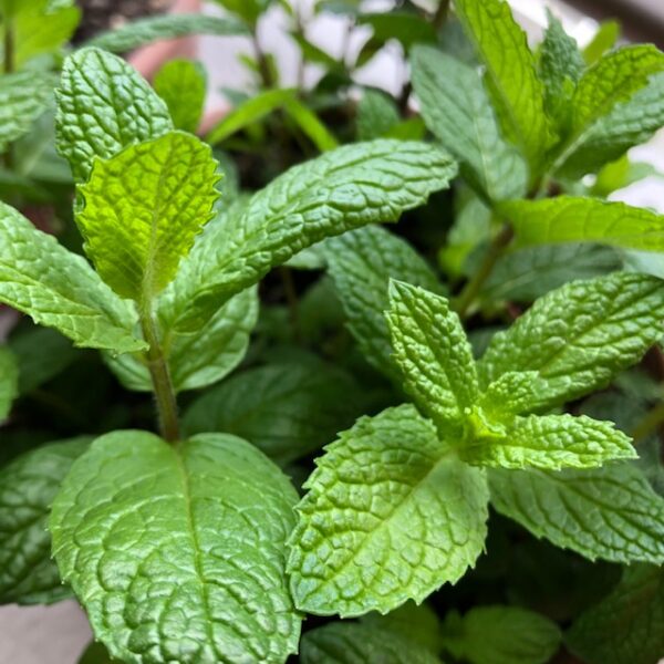 道の駅で買ったミントの枝を鉢植えしてベランダで育てる