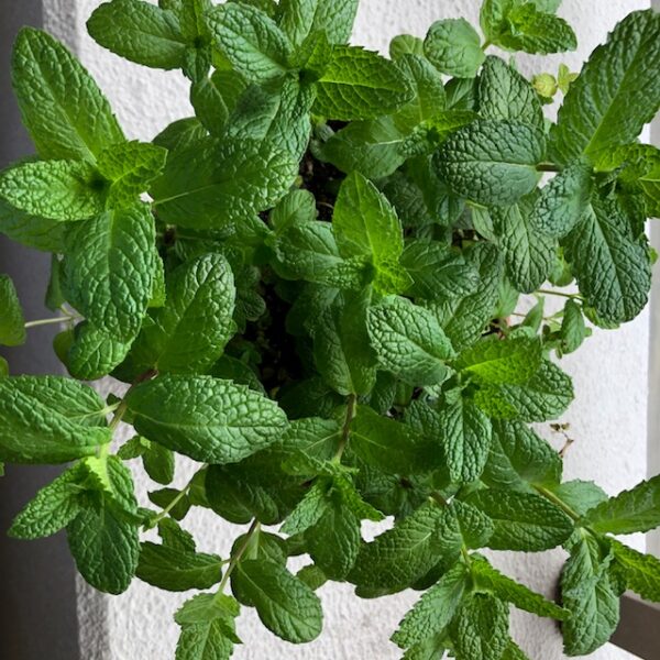 道の駅で買ったミントの枝を鉢植えしてベランダで育てる