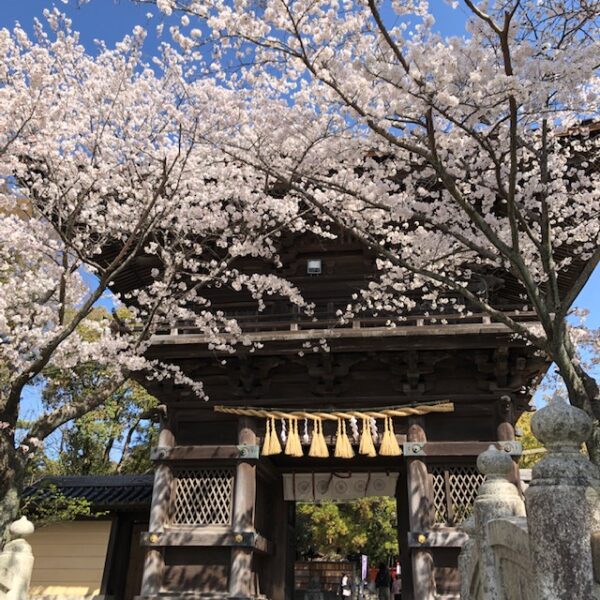 福岡市東区香椎宮の桜