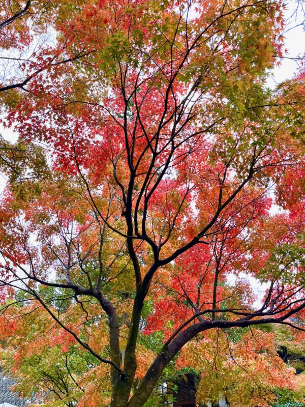 2024福岡紅葉情報・篠栗町・呑山観音寺