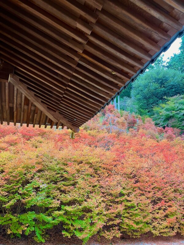 2024福岡紅葉情報・篠栗町・呑山観音寺