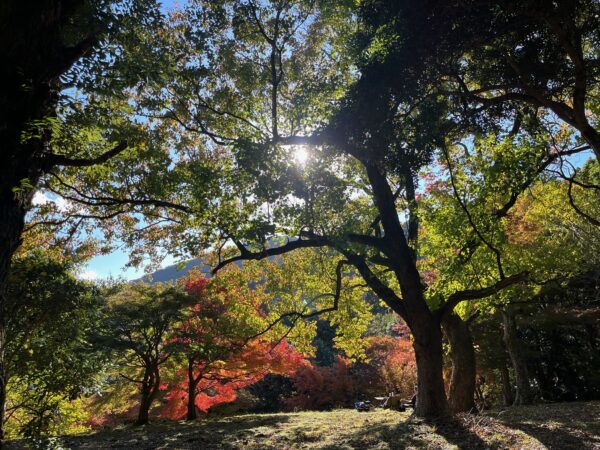 福岡県粕屋郡篠栗町紅葉みながら簡単お外ランチ