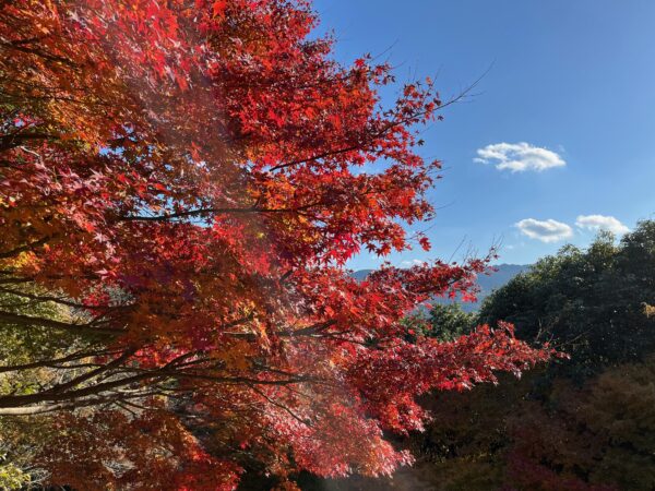 福岡県粕屋郡篠栗町紅葉みながら簡単お外ランチ