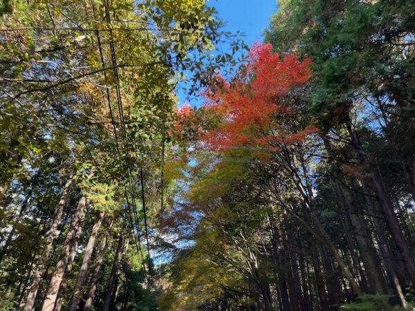 福岡県粕屋郡篠栗町紅葉