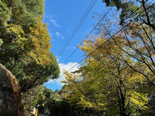 福岡県粕屋郡篠栗町樹芸の森公園紅葉