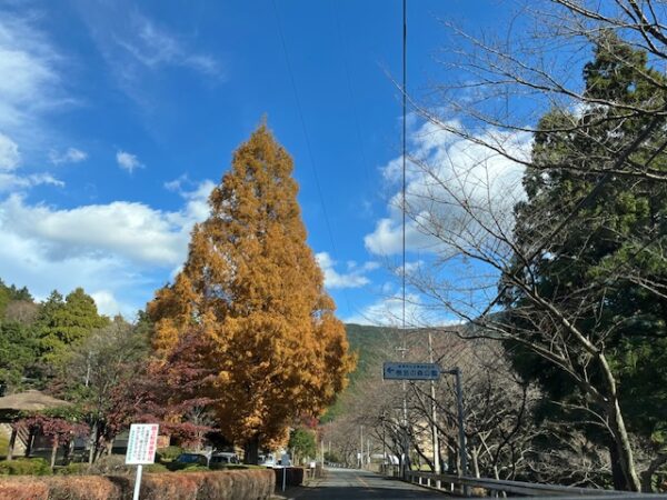 福岡県粕屋郡篠栗町樹芸の森公園紅葉