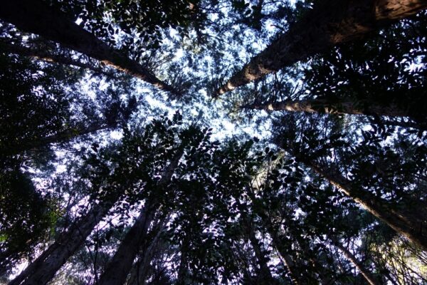 【伊勢志摩２泊３日旅行記】３日目・伊勢神宮内宮参拝と横山展望台の絶景と志摩うなぎ・天の岩戸・恵利原の水穴