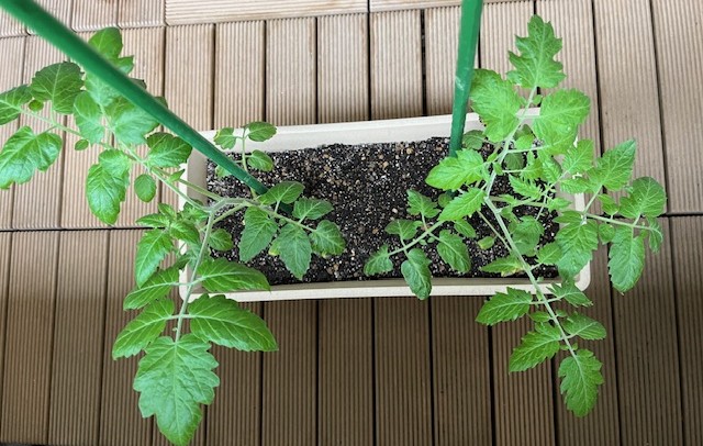 【マンションでベランダ菜園⑮】今年もやってます・種から育てるミニトマト！