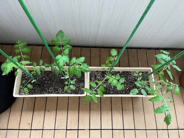【マンションでベランダ菜園⑮】今年もやってます・種から育てるミニトマト！