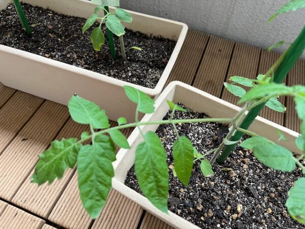 【マンションでベランダ菜園⑮】今年もやってます・種から育てるミニトマト！