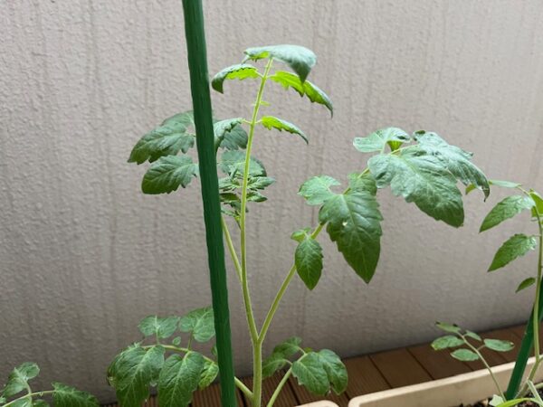 【マンションでベランダ菜園⑮】今年もやってます・種から育てるミニトマト！