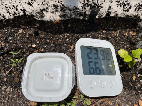 【マンションでベランダ菜園⑮】今年もやってます・種から育てるミニトマト！