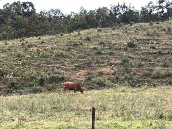 【阿蘇レインボーバレー】紅葉キャンプ!温泉・地獄蒸し・絶景かっぱ滝など満喫の2泊3日