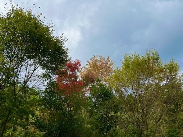 【阿蘇レインボーバレー】紅葉キャンプ!温泉・地獄蒸し・絶景かっぱ滝など満喫の2泊3日