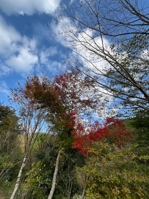 【阿蘇レインボーバレー】紅葉キャンプ!温泉・地獄蒸し・絶景かっぱ滝など満喫の2泊3日