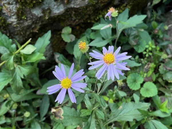 【阿蘇レインボーバレー】紅葉キャンプ!温泉・地獄蒸し・絶景かっぱ滝など満喫の2泊3日