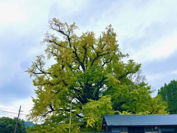 【阿蘇レインボーバレー】紅葉キャンプ!温泉・地獄蒸し・絶景かっぱ滝など満喫の2泊3日