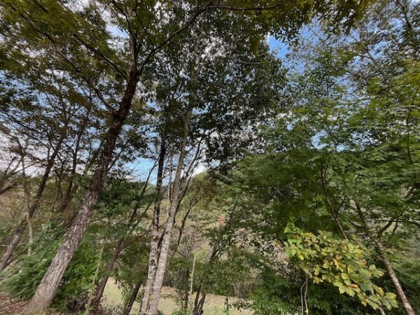 【阿蘇レインボーバレー】紅葉キャンプ!温泉・地獄蒸し・絶景かっぱ滝など満喫の2泊3日