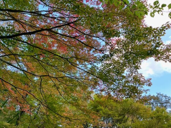【阿蘇レインボーバレー】紅葉キャンプ!温泉・地獄蒸し・絶景かっぱ滝など満喫の2泊3日