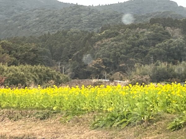 鹿児島旅行菜の花